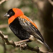 Black Bishop