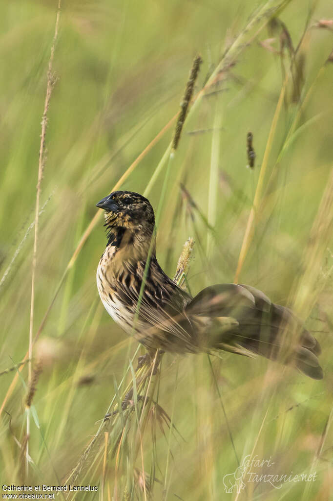 Jackson's Widowbird male subadult, identification, moulting