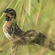 Jackson's Widowbird