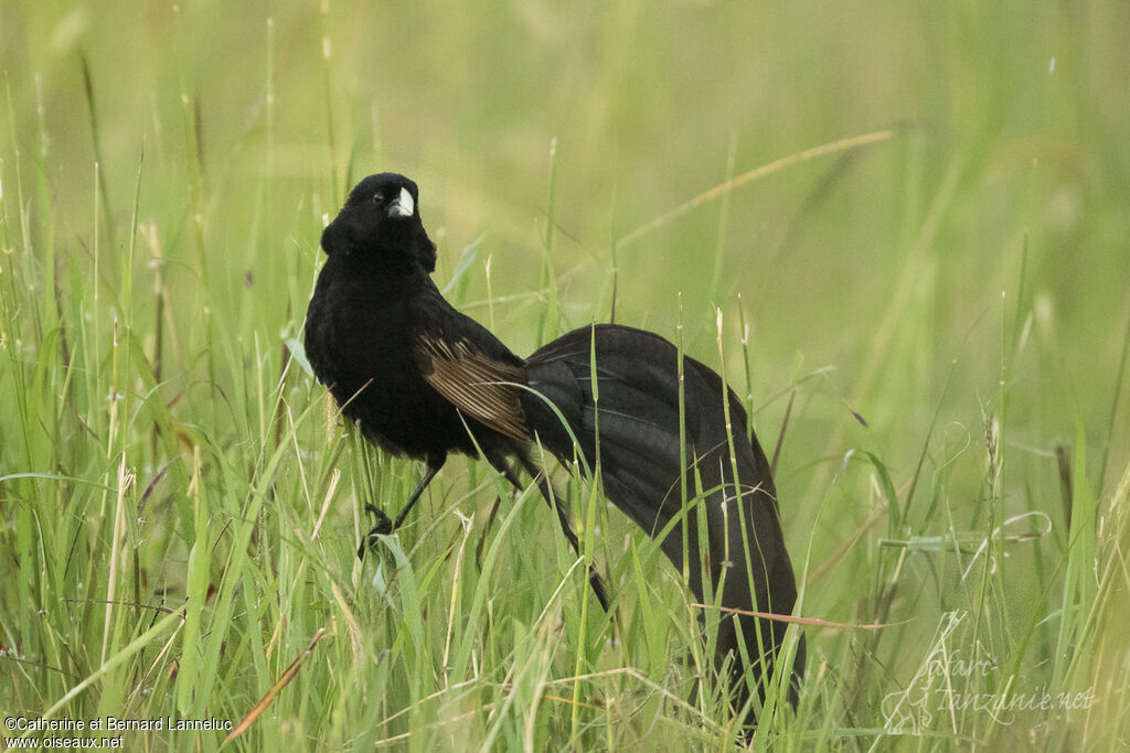 Jackson's Widowbirdadult breeding, identification