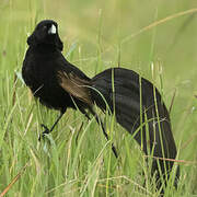 Jackson's Widowbird