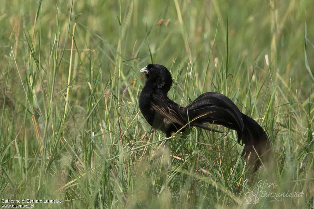 Jackson's Widowbird male adult breeding, identification