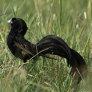 Jackson's Widowbird