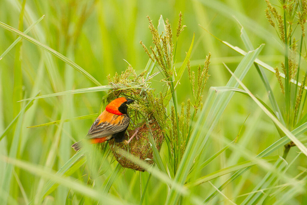 Zanzibar Red Bishop male adult breeding, habitat, Reproduction-nesting