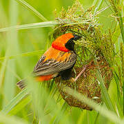 Zanzibar Red Bishop