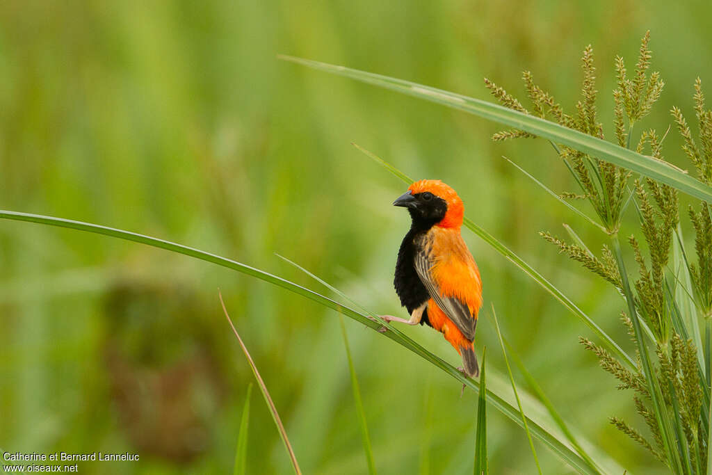 Zanzibar Red Bishop male adult breeding, identification