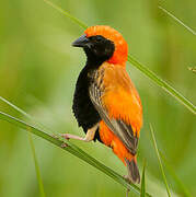 Zanzibar Red Bishop