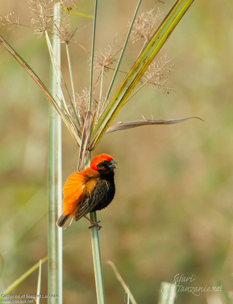 Zanzibar Red Bishop male adult breeding, pigmentation, Behaviour