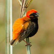 Zanzibar Red Bishop