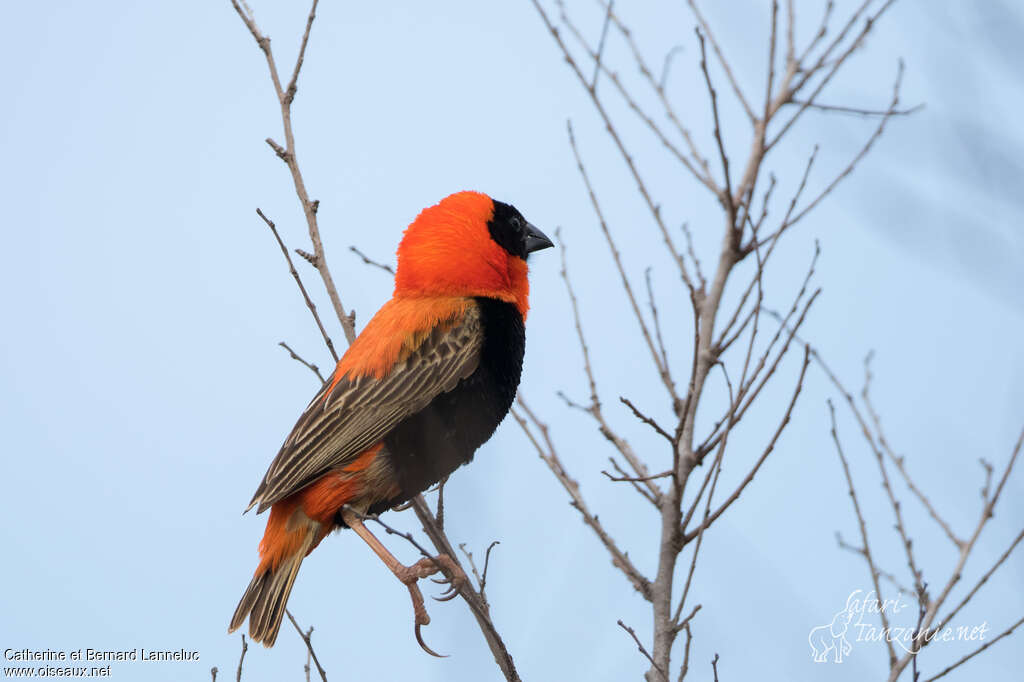 Southern Red Bishop male adult breeding, identification