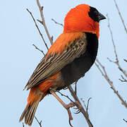 Southern Red Bishop