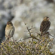 Southern Red Bishop