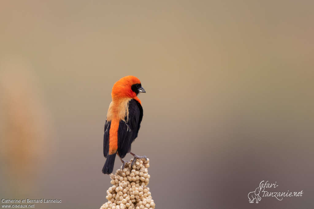 Black-winged Red Bishop male adult breeding, identification