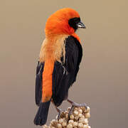 Black-winged Red Bishop