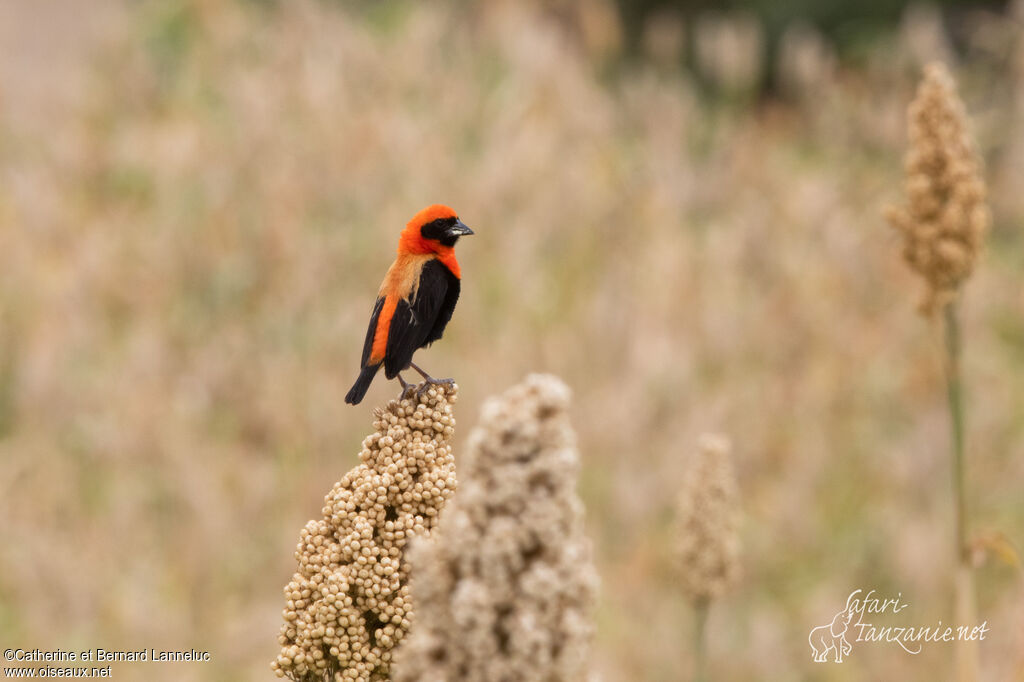 Black-winged Red Bishop male adult breeding, habitat