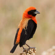 Black-winged Red Bishop