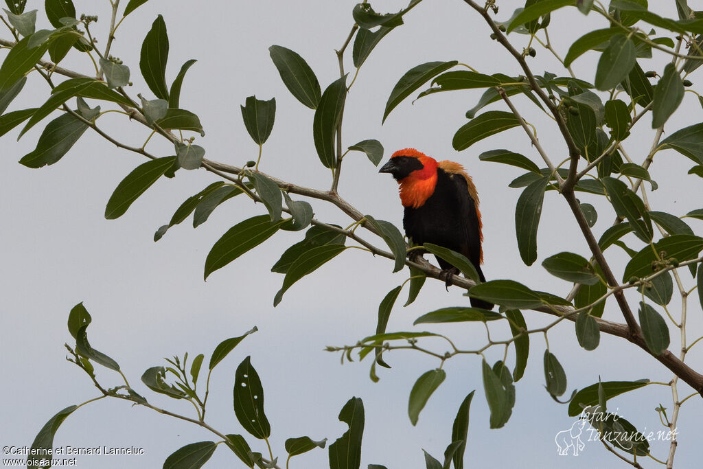 Black-winged Red Bishop male adult breeding