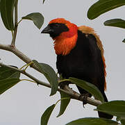 Black-winged Red Bishop