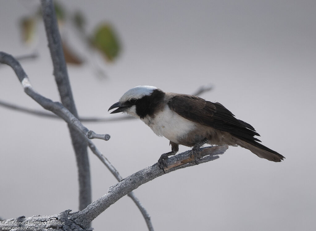 Southern White-crowned Shrikeadult