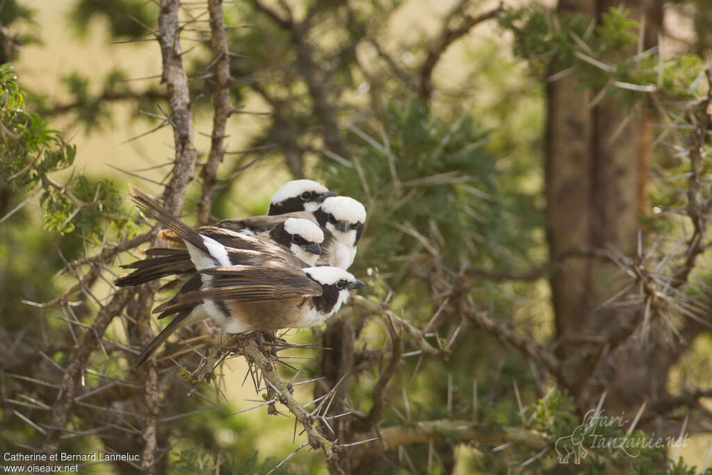 Northern White-crowned Shrikeadult, Behaviour