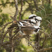 Northern White-crowned Shrike