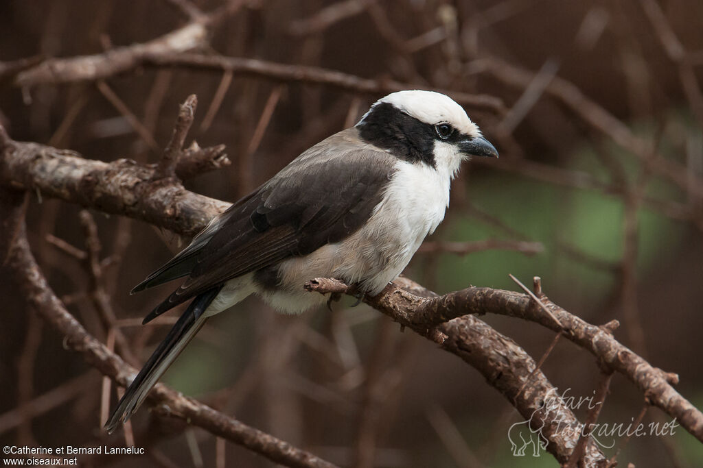 Northern White-crowned Shrikeadult, identification