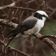 Northern White-crowned Shrike