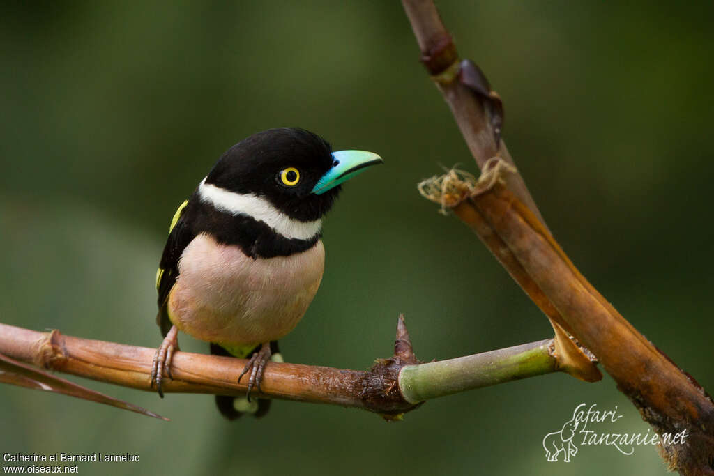 Black-and-yellow Broadbilladult, identification