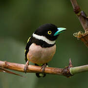 Black-and-yellow Broadbill