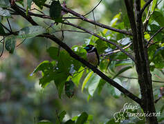 Black-and-yellow Broadbill