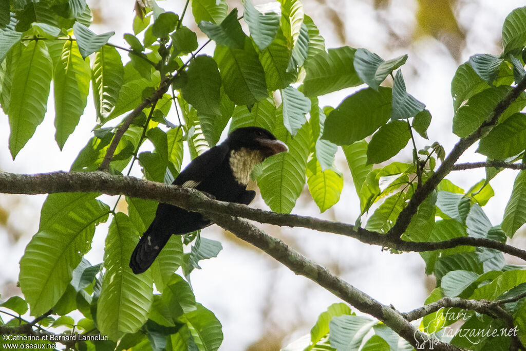 Dusky Broadbilladult, identification