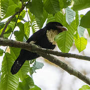 Dusky Broadbill