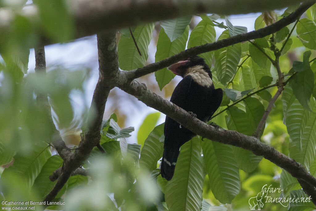 Dusky Broadbilladult