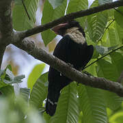 Dusky Broadbill