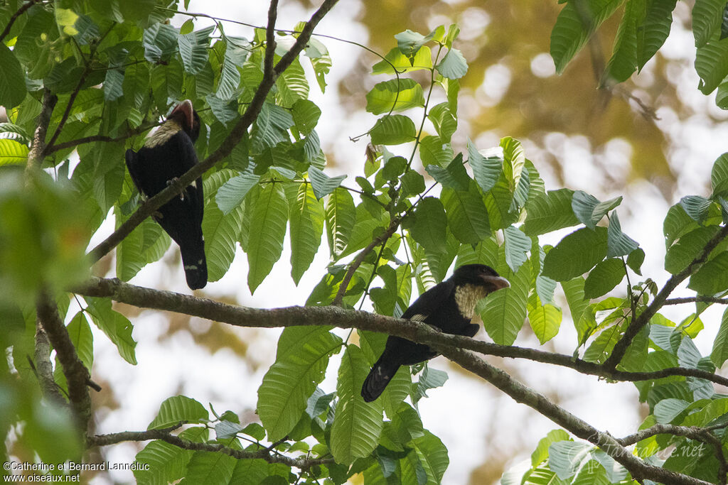 Dusky Broadbill, habitat