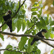 Dusky Broadbill