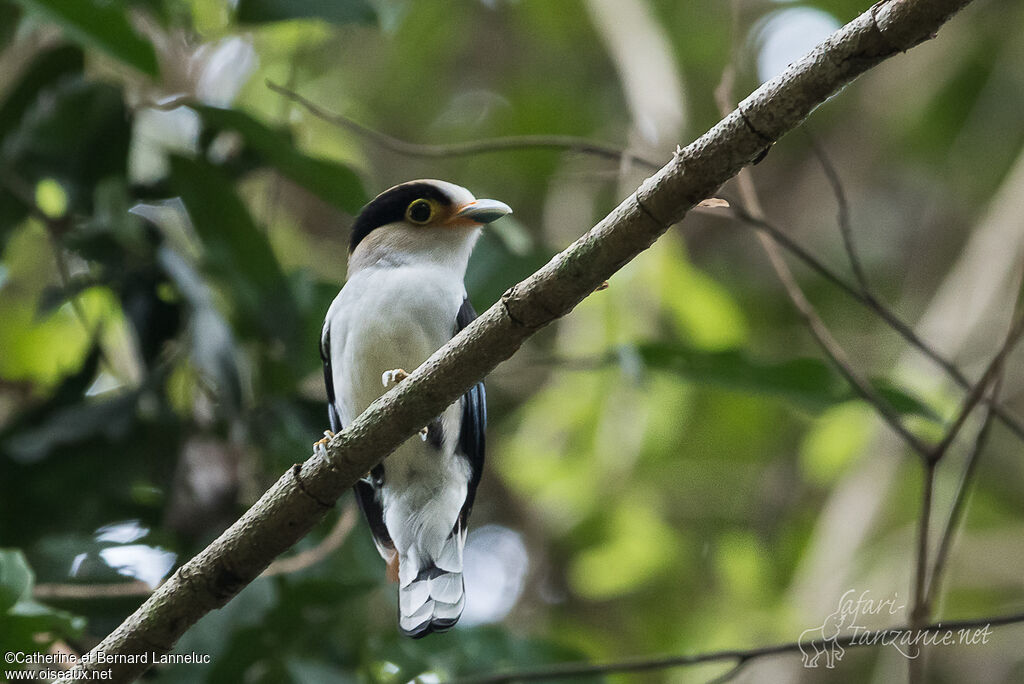 Silver-breasted Broadbilladult, identification