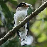 Silver-breasted Broadbill