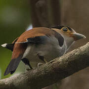 Silver-breasted Broadbill