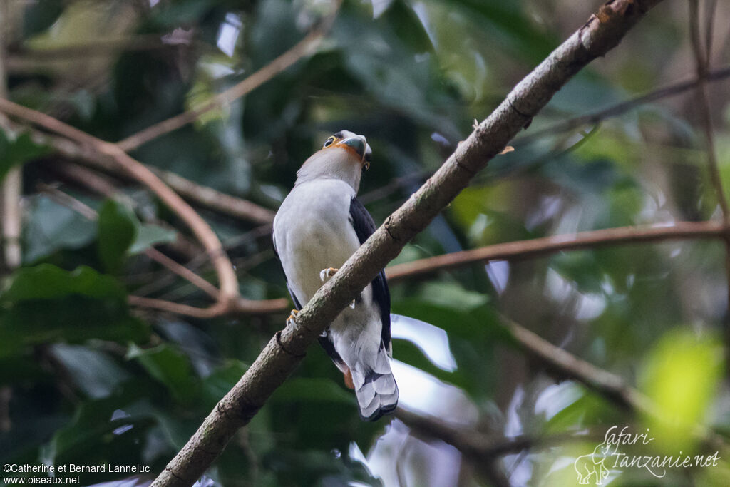 Silver-breasted Broadbilladult