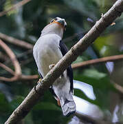 Silver-breasted Broadbill