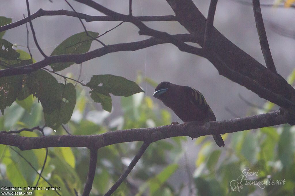 Banded Broadbill