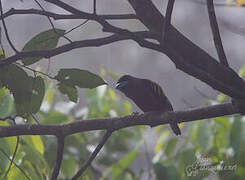 Banded Broadbill