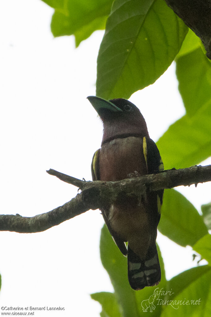 Banded Broadbilladult