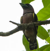 Banded Broadbill