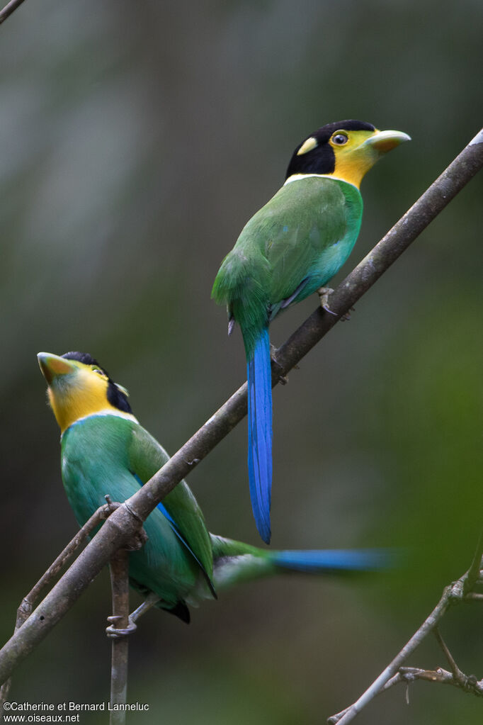 Long-tailed Broadbilladult, courting display