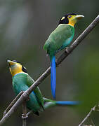 Long-tailed Broadbill