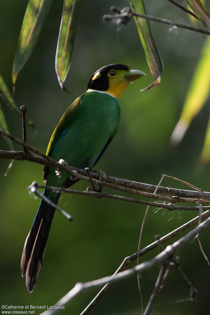 Long-tailed Broadbilladult, identification