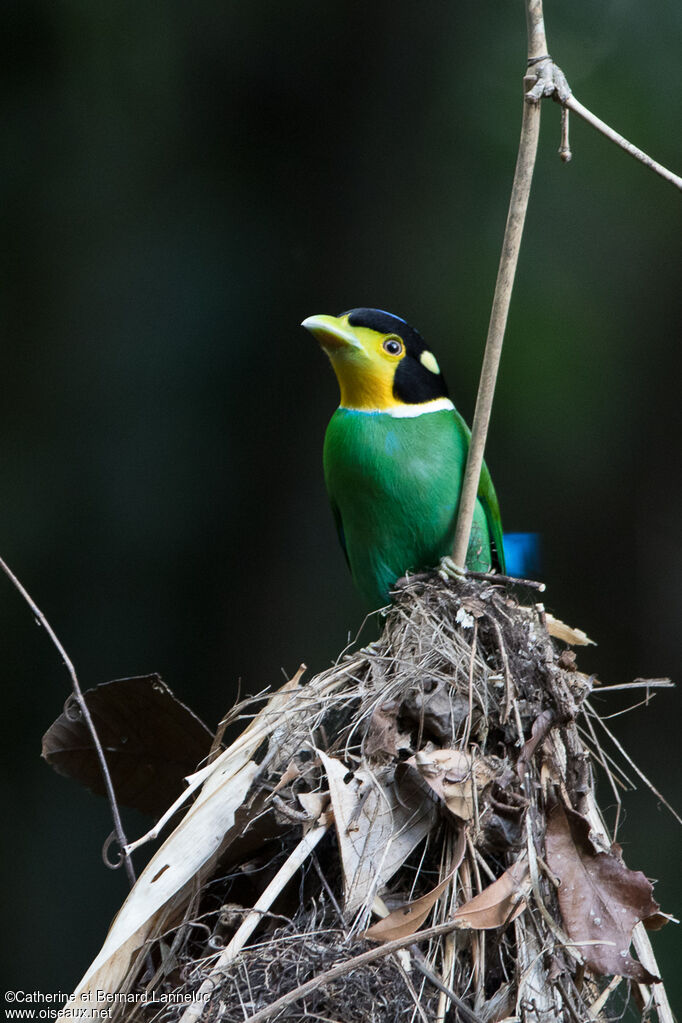 Long-tailed Broadbilladult, Reproduction-nesting