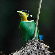 Long-tailed Broadbill